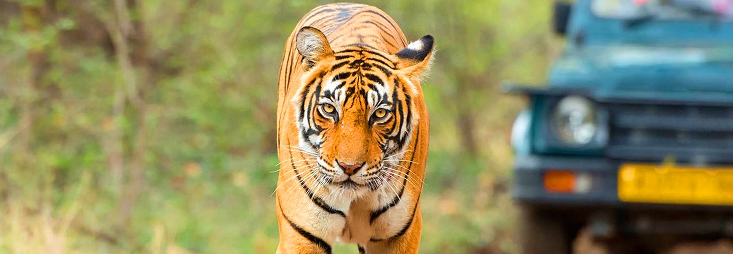 sariska national park banner